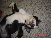 Boston terrier sleeping