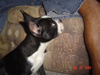 Boston terrier ready to play