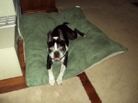 Senior Boston terrier