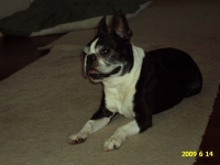 Senior Boston terrier