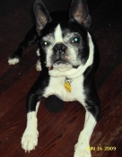 Senior Boston terrier