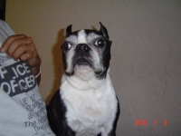 Senior Boston terrier