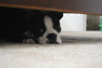 Boston terrier under table