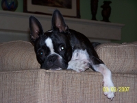 Boston terrier on the couch