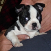 Boston terrier puppy