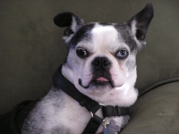 Old Boston Terrier