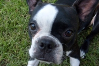 Boston terrier close up