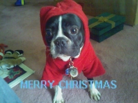Boston Terrier Christmas hoodie