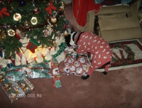 Boston terrier opening presents