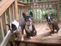 Three Boston Terriers