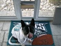 Boston terrier sport's jersey