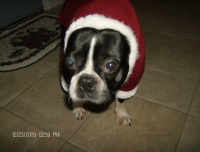 Boston terrier santa suit