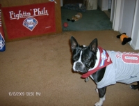 Boston terrier Phillies