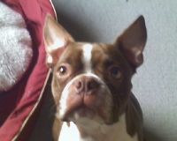 Red Boston terrier