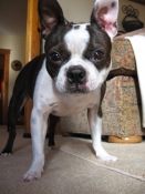 Boston terrier intense