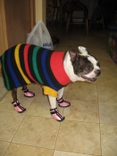 Boston terrier socks!