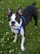 Boston Terrier harness