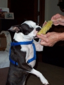 Boston terrier eating corn