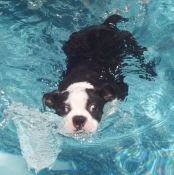 Boston terrier swimming