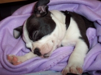 Sleeping Boston Terrier Puppy