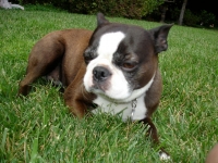 Brindle Boston terrier