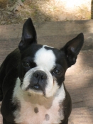 Boston terrier portrait