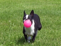Boston terrier running with ball