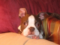 Red Boston terrier puppy