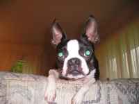 Curious Boston terrier