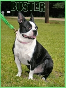 Buster the Boston terrier