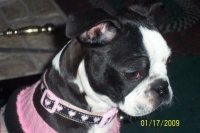 Boston terrier pink collar