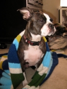 Boston terrier and scarf
