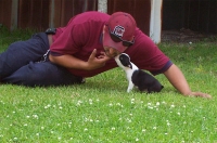 Boston terrier kiss