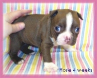 Rosie at 4 weeks