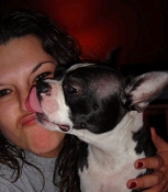 Boston terrier lick