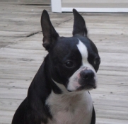 Boston terrier photo