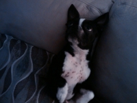 Boston terrier belly