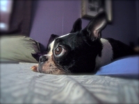 Boston terrier profile