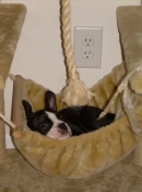 Boston terrier hammock