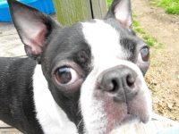 Boston terrier face