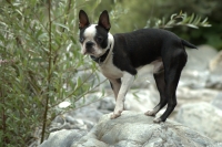 boston terrier exercise