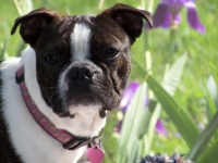 Boston terrier with pink collar