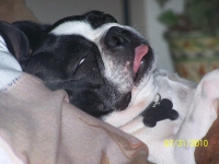 boston terrier snoring