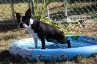 Boston Terrier In Pool