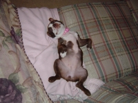 Boston terrier sleeping