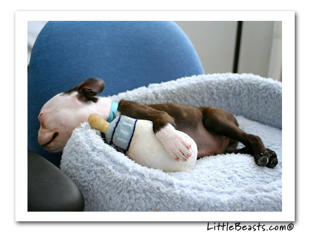 boston terrier laying down