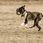boston terrier running