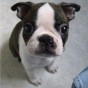 boston terrier sit