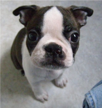 boston terrier sit