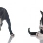 Boston terrier puppy and kitten